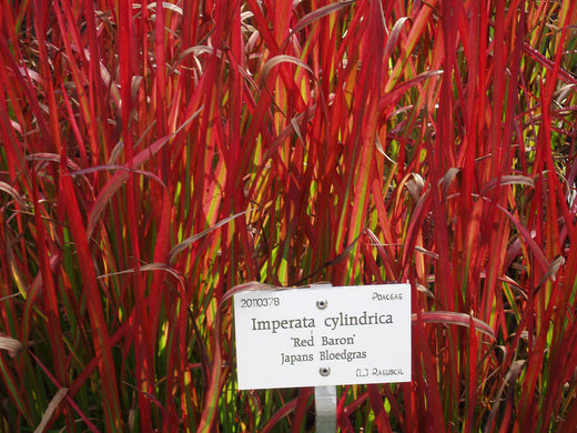 Imperata Cylindrica